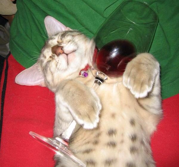 pishedpussy's tweet image. Merlot, Merlot, how fair and pleasant art thou?  drunk cat is drinks #wineoclock