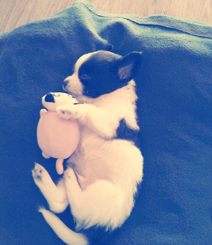 14_miishell's tweet photo. Este es gordi d hace 2 años y ahora, creo q cn el entendí eso d "pequeño pero matón" 😅 @zapeandola6 #Zapeando542 https://t.co/hIVXBLN7IT