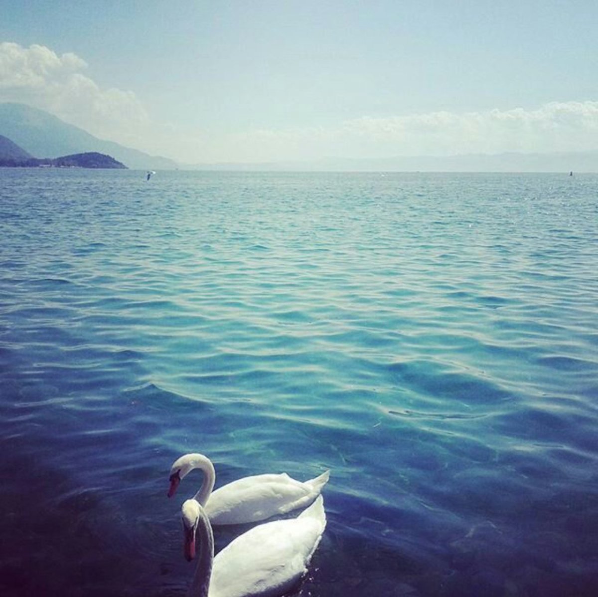 regconnectme's tweet photo. https://t.co/SRdIYqdKRK #swons #beautiful #nature #magical #bluesky #swanlake #ohrid *Photo credits: @martatanevska https://t.co/XSkUM7fYhh