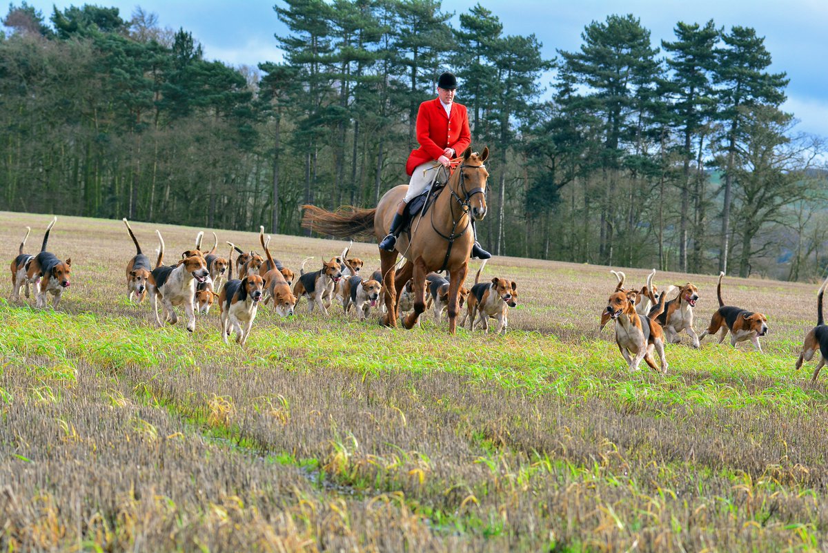 Brocklesby Huntsman Gareth bow makes his way across country with his excellent hounds. Pic thanks to <a href="/PyeBryan/">Bryan Pye</a>