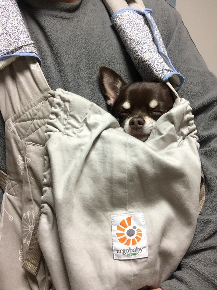 赤ちゃん用の抱っこひもでワンコ爆睡　超キュート♥