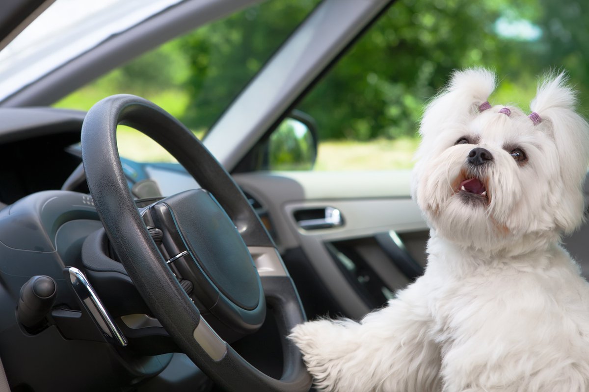 lovencarepets's tweet photo. Does your pet need a safe ride to Florida?  Contact Love &amp; Care for professional ground transport for pets. https://t.co/kCoV3yAarL