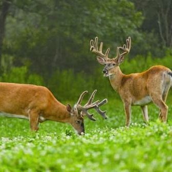 Whitetail Institute tweet media