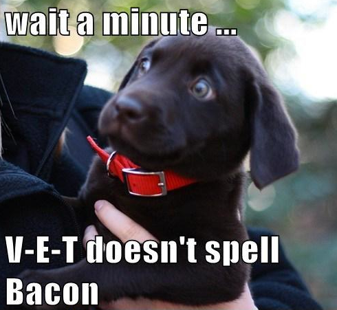 #puppies &amp; #bacon are just some of our favorite things; ow.ly/Xks9G