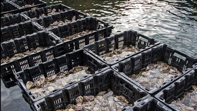 Nieuw restaurant van Edwin Vinke bij de oesterputten in #Yerseke. omroepzeeland.nl/nieuws/2016-01…