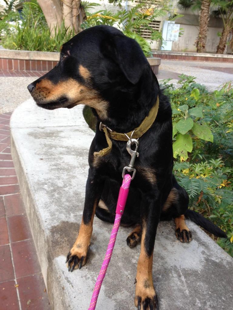 PerritaNegraUSB's tweet photo. Perrita encontrada en la Universidad Simón Bolívar Sartenejas Collar amarillo. Negra con marrón, mediana. @Tango_BME https://t.co/H4Ld9oi9hC