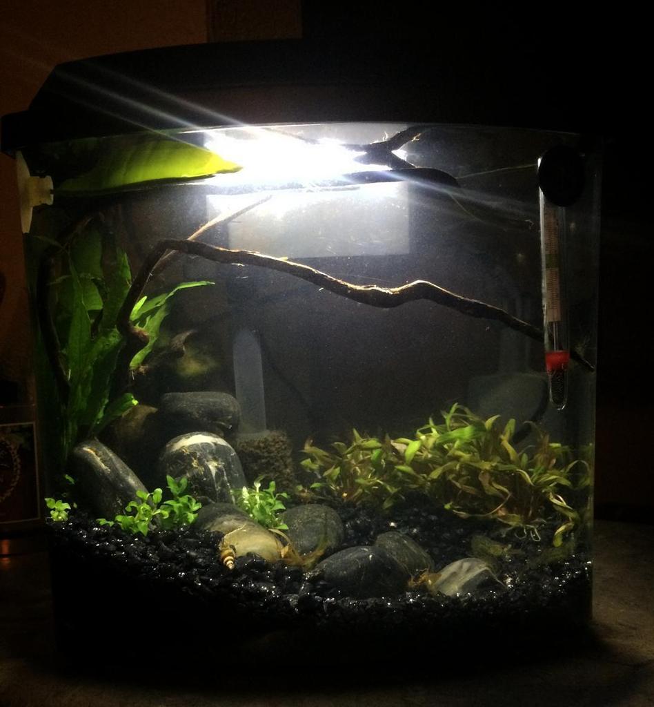 Akvaristan's tweet photo. #akvaristan #aquarium #akvaryum #aquarien So. I redid it again. Much better. 🌿 #aquarium #fish #fishtank #plantedta… https://t.co/CSI61Wl2b2