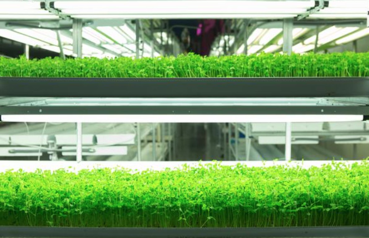 BFLouisville's tweet photo. BREAKING: @FarmedHere to build a $23 million indoor vertical farm in West Louisville. https://t.co/sdDRkN3Hap https://t.co/dMxVemJPFB
