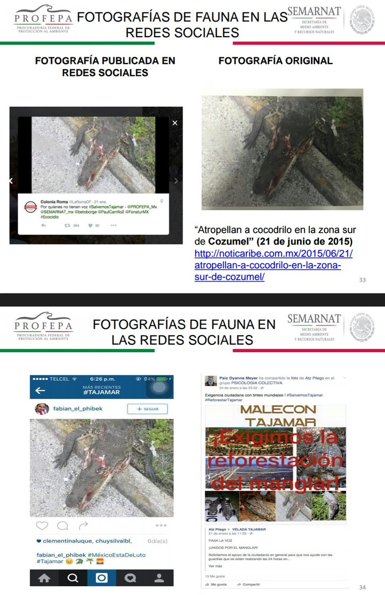 PROFEPA_Mx's tweet photo. Fotografías con daño a fauna en redes sociales presentadas en algunos medios de comunicación o páginas son FALSAS https://t.co/frDkmCq5Ew