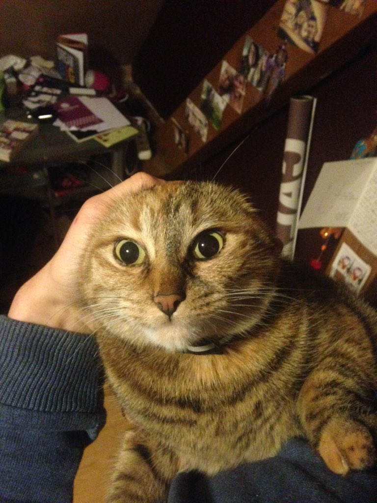 catwithoutears tweet picture