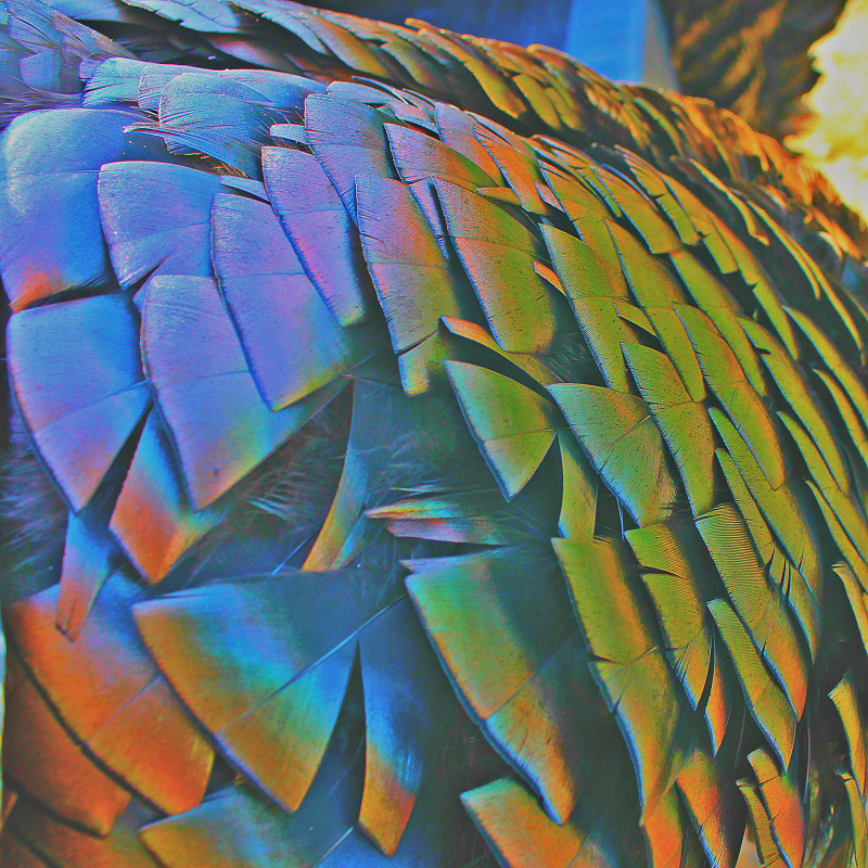 71 days and counting - Spring Turkey Season 2016.
#SpringTurkey2016 #TurkeyHunting #ThunderChickens #LongBeards