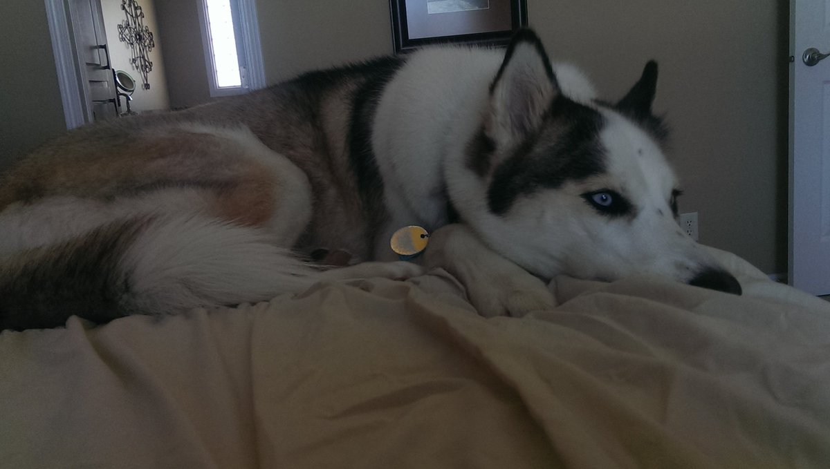 shyjaron84's tweet photo. Shyloh is trying to take nap time https://t.co/vFMAiSzUhd