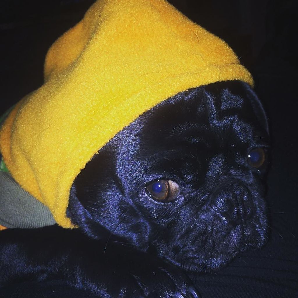 Puglee_Pug's tweet photo. When you think its Friday and someone tells you its only Thursday
#thursday #isitfridayyet #weekdayproblems #sadpug… https://t.co/KExTxWZs3B