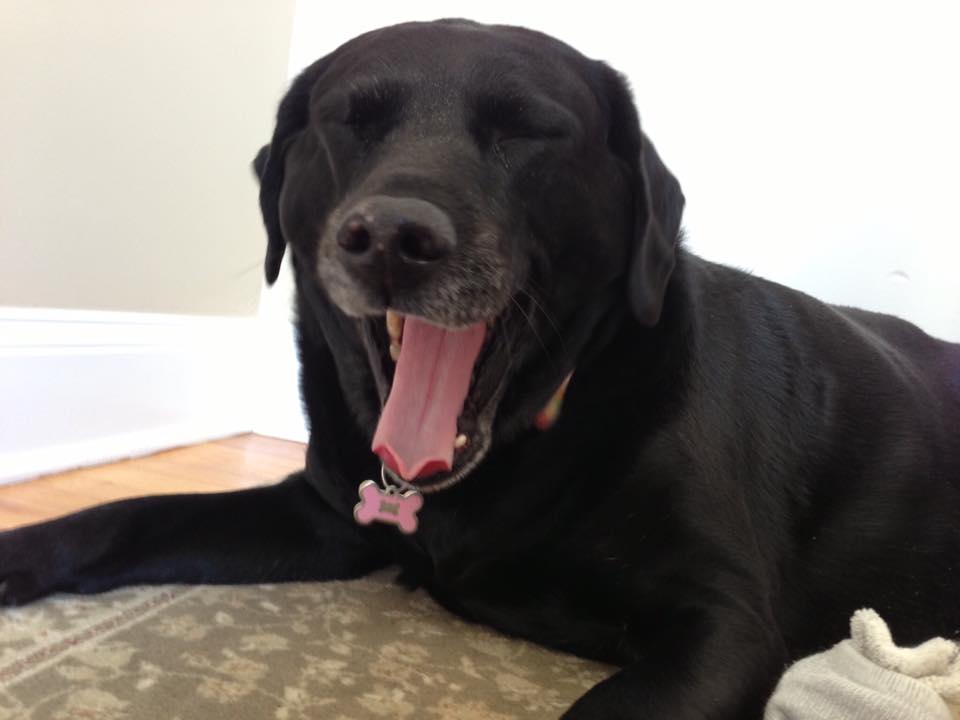 roamingwrover's tweet photo. "Oh Geez! Is it almost Friday!!!!!"
-Reagan
Huntington, CT https://t.co/1o207iJklR
