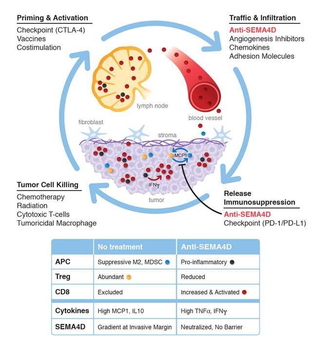 geneman10's tweet photo. @JacobPlieth I'm proud of how anti-SEMA4D potentially fills that void up near T-cell infiltration. #SEMA4D #Vaccinex https://t.co/gfbZYjT4LT