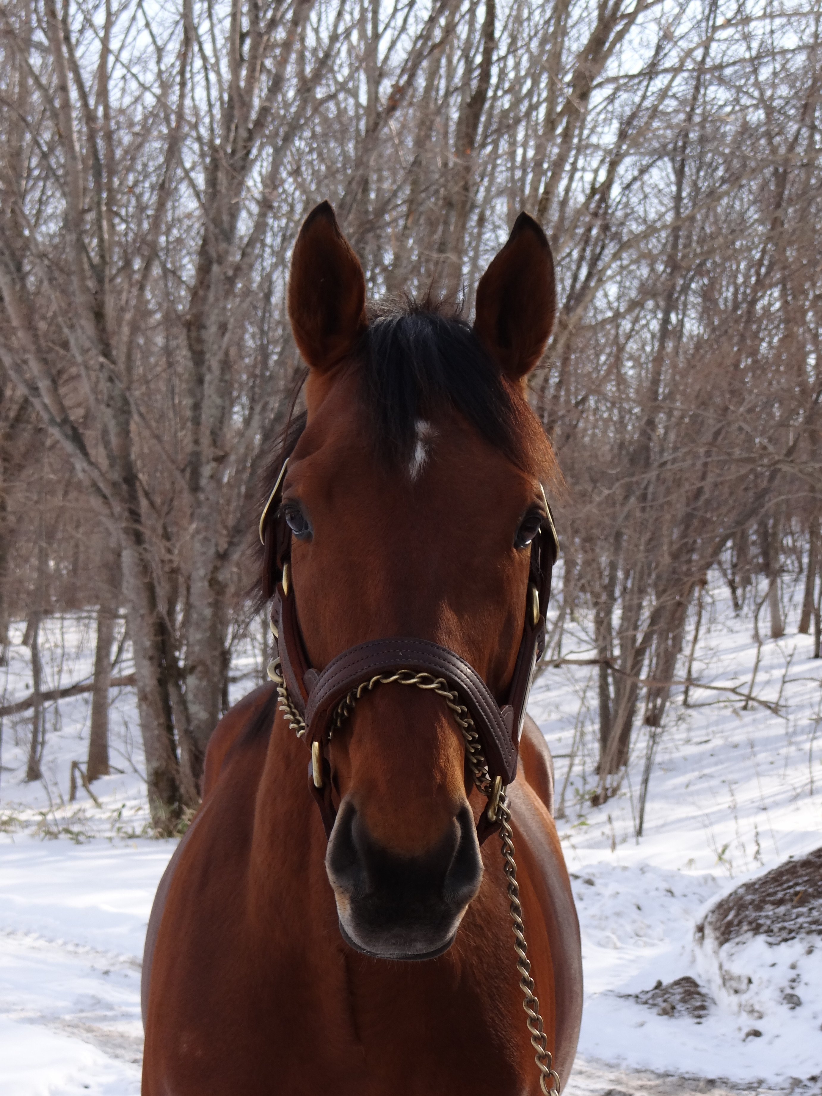 平出貴昭 在 Twitter もっとかわいいスピルバーグ Spielbergありました これはスマホの壁紙にします 競馬 Keiba かわいい サラブレッド 馬 壁紙 種牡馬 可愛すぎ 可愛いと思ったらrt Horse Sire T Co 48dii6acfw Twitter