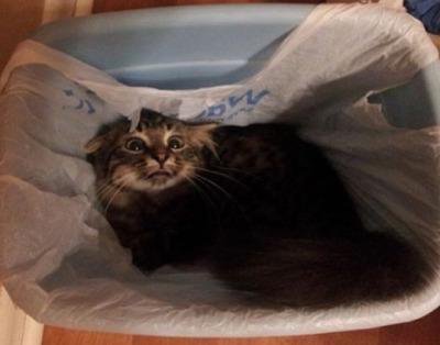 why I need to buy a garbage can with a lid.