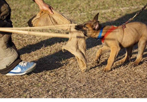 ocdogranch's tweet photo. #protection #dog #training....it starts really young. #frenchring #malinois #begianmalinois https://t.co/kyxuzNl7rP