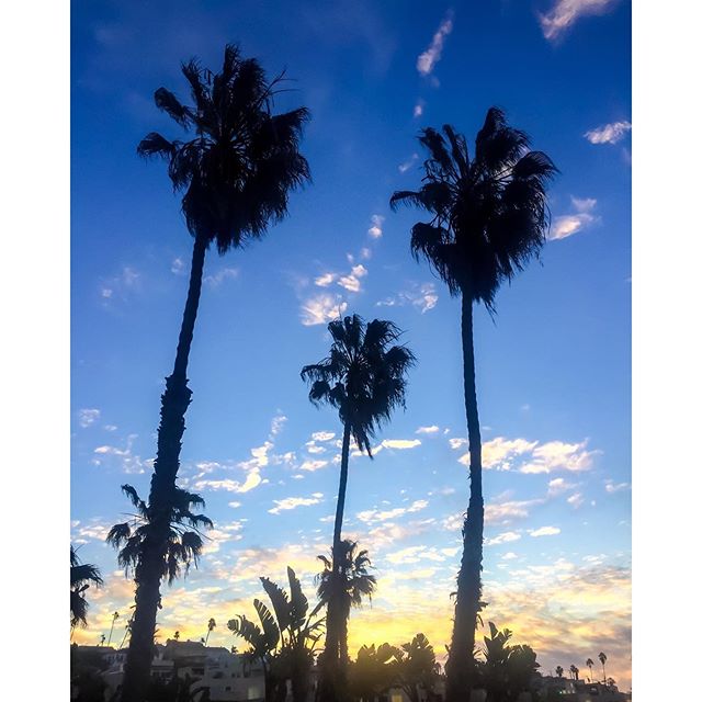 Lanajewelry's tweet photo. Having major envy of the beautiful Los Angeles weather. 
#PalmTreesPlease #Chiberia #lanajewelry https://t.co/oU9Qq1OMet