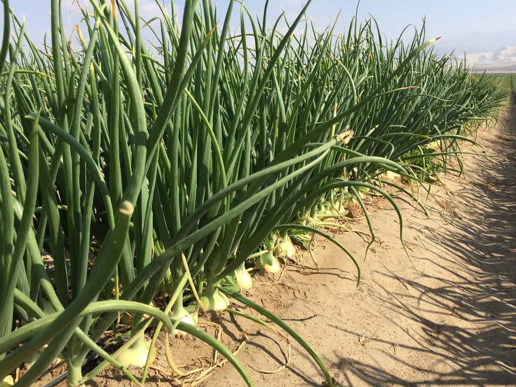 davidcasanoves's tweet image. Nice sweet onions growing nicely  in Peruvian land.