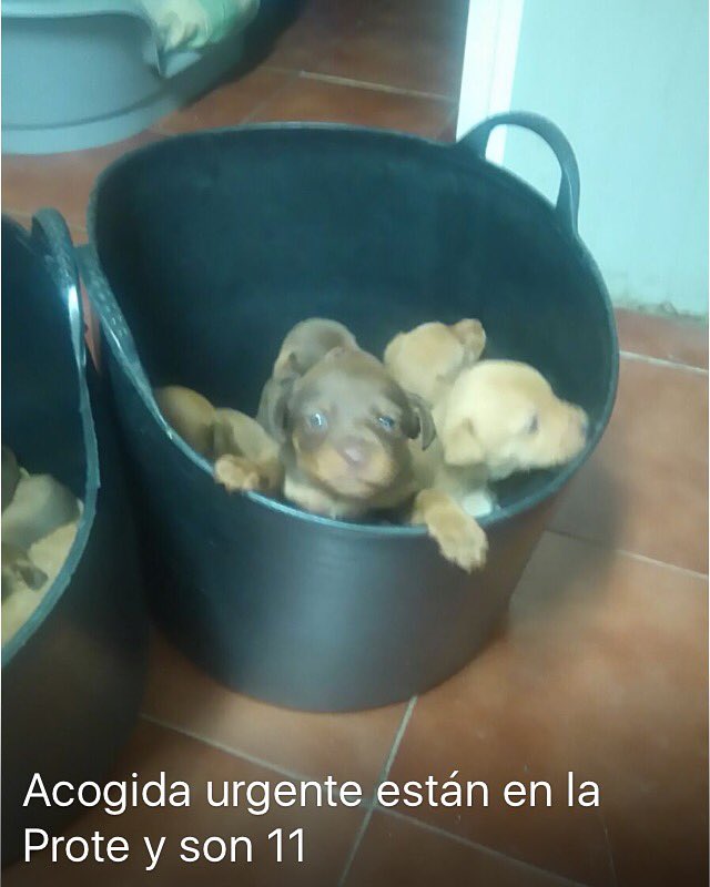 clauferrer97's tweet photo. Acogida urgente para 11 lactantes abandonados @protemalaga por favor difusión,sipuedes acoger a uno contacta conmigo https://t.co/39BzJ9r8lD