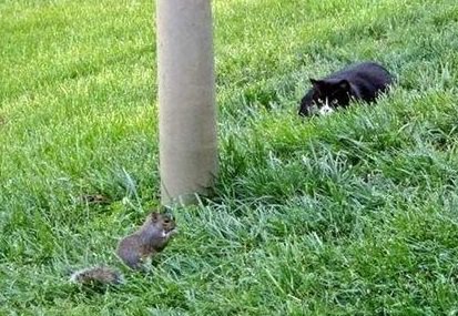MSSquirrels's tweet photo. If you see someone stalking, squeak up or it could be CAT-astrophic #WatchOut #PounceOnIt https://t.co/ew15Yd2h6v