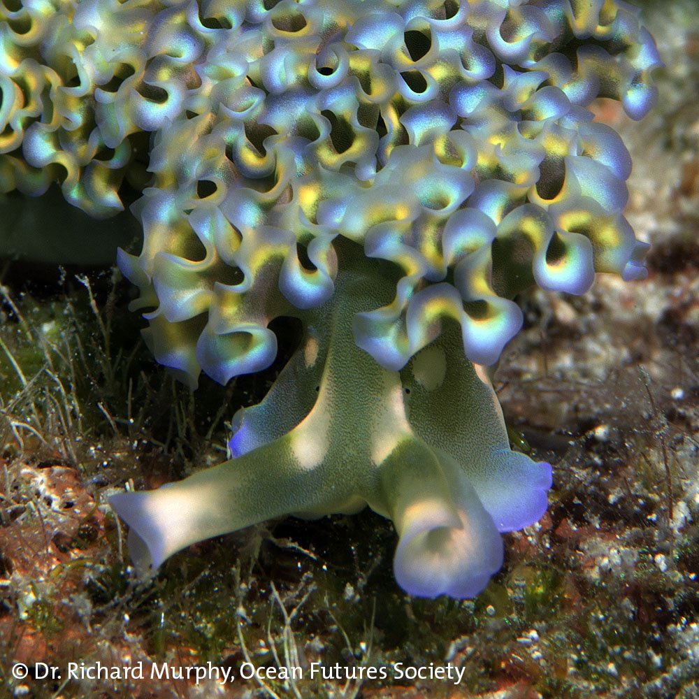 Jean-Michel Cousteau tweet media