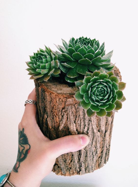 GreenTurfSTL's tweet photo. We love this #succulent idea! Via: @Landscape_STL 
#GreenTurfSTL #GoGreen
 https://t.co/k6fFo9X4J1 https://t.co/4OmBPjPowE