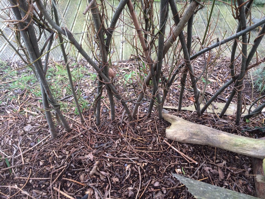 morrismwnci's tweet photo. Researching #willowstructures today @rspbconwy ready for @JohnMuirTrust award project @ysgolygogarth https://t.co/X8g9G6zGEh