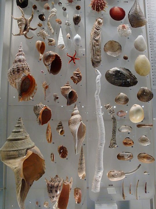 FemoraleShells's tweet photo. National Museum of Nature and Science, Tokyo https://t.co/wpE9vmEnp1 #molluscs #bilvalves #scallop #gastropod #Tokyo https://t.co/ac7jqwDRZq