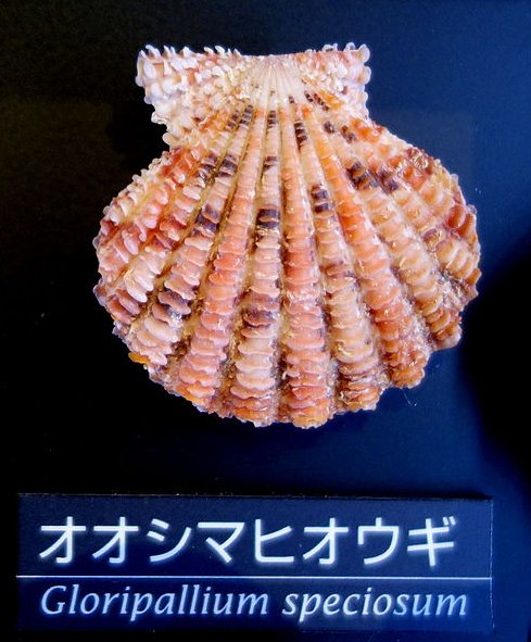 FemoraleShells's tweet photo. National Museum of Nature and Science, Tokyo https://t.co/wpE9vmEnp1 #molluscs #bilvalves #scallop #gastropod #Tokyo https://t.co/ac7jqwDRZq