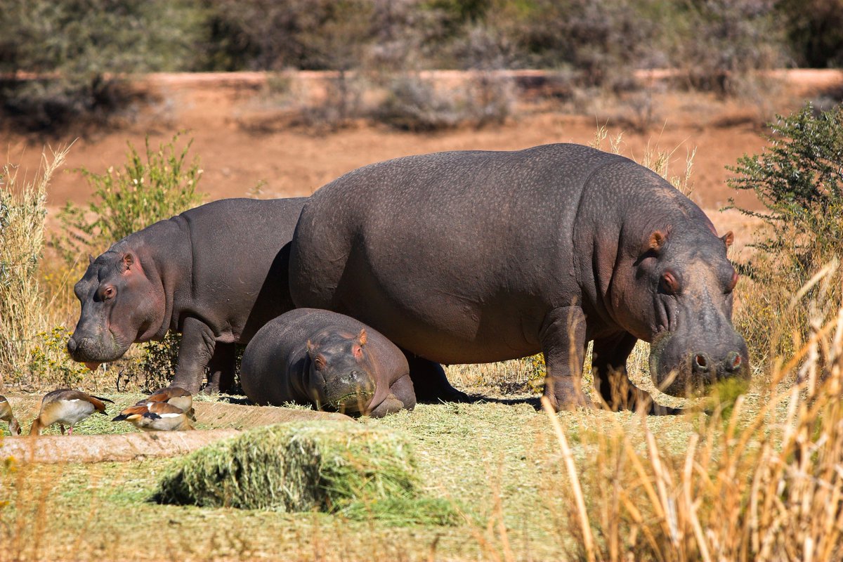 elementmagnz's tweet photo. The last time the Earth was this hot, hippos lived in Britain: https://t.co/nbuhiN7tR1 https://t.co/8LMdIlrTd1