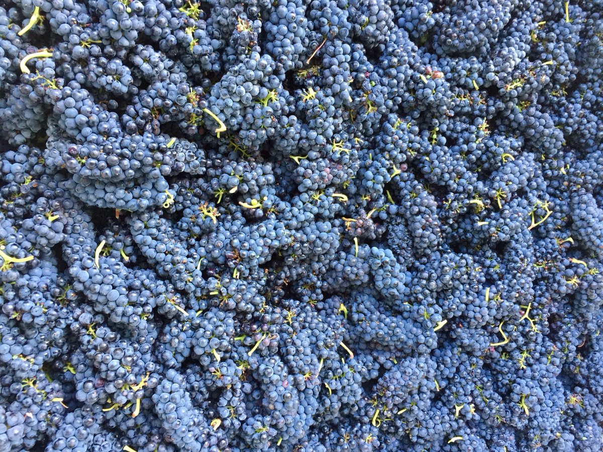 #tbt to our first 2015 harvest. #tempranillo