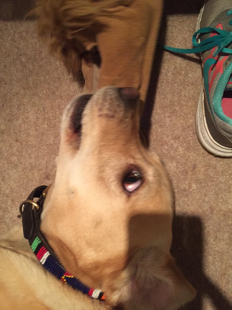 WalkswithWaffle's tweet photo. After a busy day and my debut on telly I am relaxing by eating slippers. https://t.co/Kj6wwVabpL