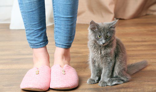 MSofSF's tweet image. RT @FoundFlooring: Be Introduced To These Popular #PetFriendly #Flooring Options! =&amp;gt; bit.ly/1lY04yY #PETS!