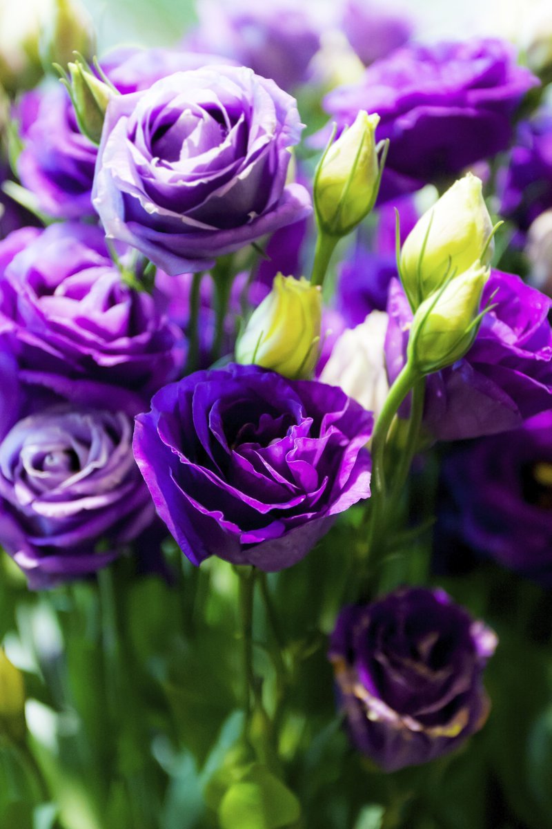 SchickbySirona's tweet photo. We’re not experts in the field of reality TV, but we are experts on oral health. 
Will you accept these roses? #RDH https://t.co/WEIgOYy0fk