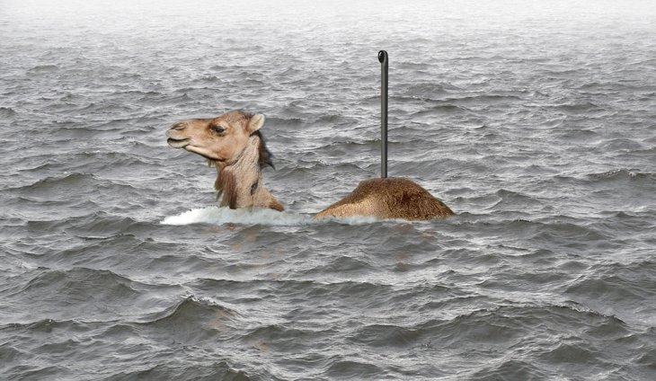 верблюд в пустыне. верблюды плавают. плавающий верблюд фото. верблюды плывут через реку. подводный верблюдоносец.
