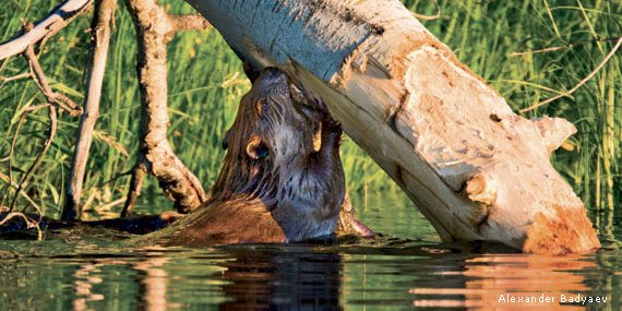 National Wildlife Federation tweet media