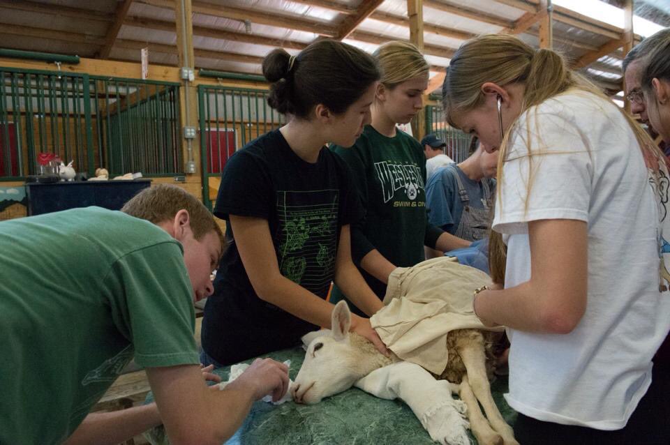 LindaWSB's tweet photo. Future veterinarians! Getting real animal care training at school. 4:50pm on @wsbtv @ErinColemanWSB @CraigLucie https://t.co/l9fxzbv7Cy