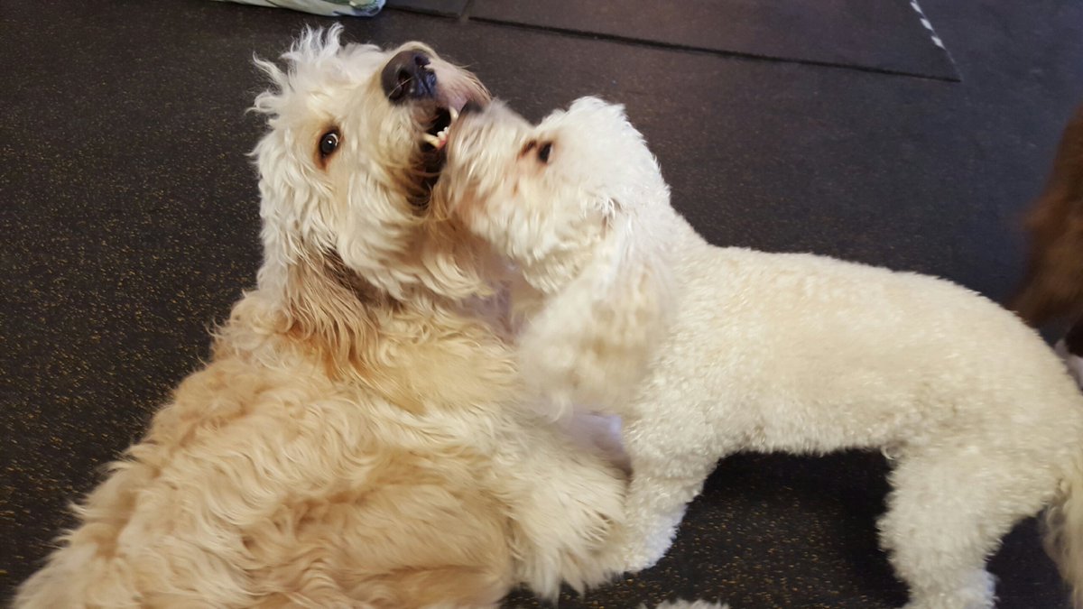 TheDogZone's tweet photo. Cash and Alfred's bromance continues... https://t.co/GOukeUQ8UX