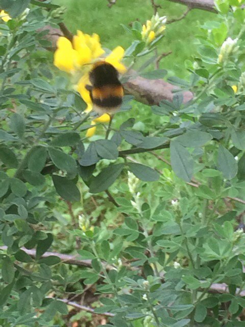 LadyJays09's tweet photo. #weirdwinter#WeirdWinter Bubblebee having brwakfast@lovenorfolk https://t.co/adJpi0DrlV