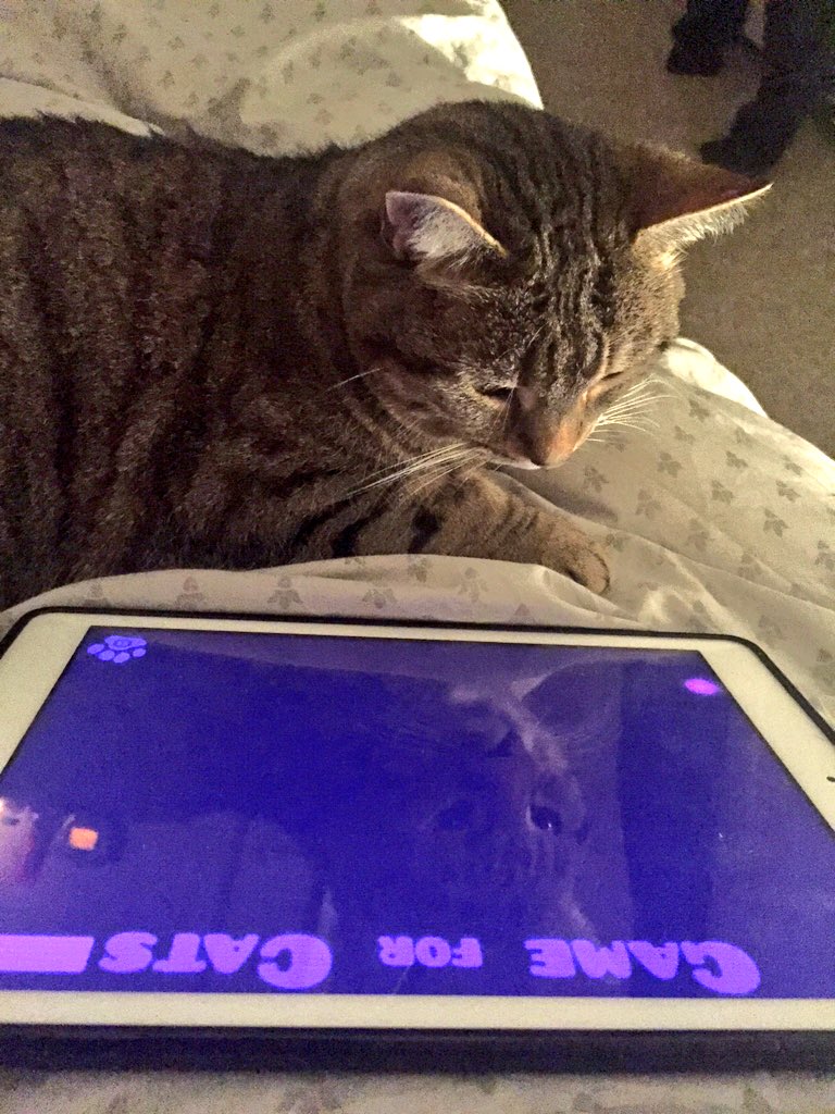 MaisyandBonnie's tweet photo. Jasmine playing on the iPad #gamesforcats https://t.co/KMqNmTCttk