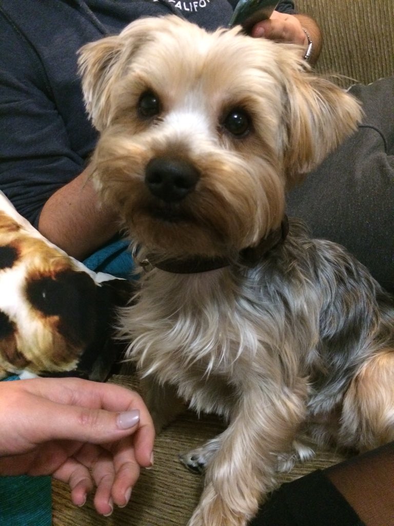 JaneWoolley1's tweet photo. Lovely evening with this little guy!! 💗🐶💗 https://t.co/jfPlxdF3CA