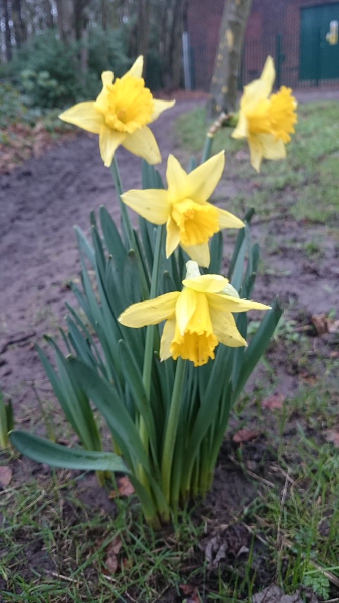 BethTropic's tweet photo. @BBCSpringwatch #weirdwinter 31st Dec 15 #Liverpool Earliest I've seen them in this spot in 4 years https://t.co/q0n9kiWC2M