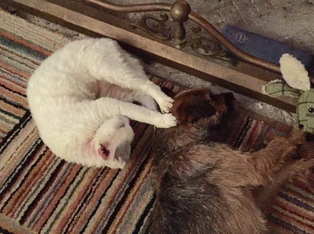 Rubytheborder's tweet image. Dry land training with my friend Egor for synchronised swimming.