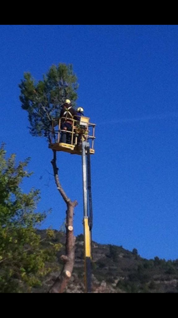 ForestAlcarr's tweet photo. Trabajos de poda y tala en Altura https://t.co/5TWdaPzgcY