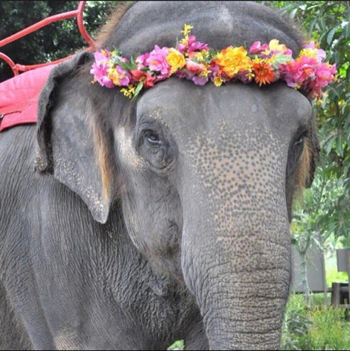 BohoDiary's tweet photo. So pretty 🐘😍 https://t.co/uZKOWhi9QN