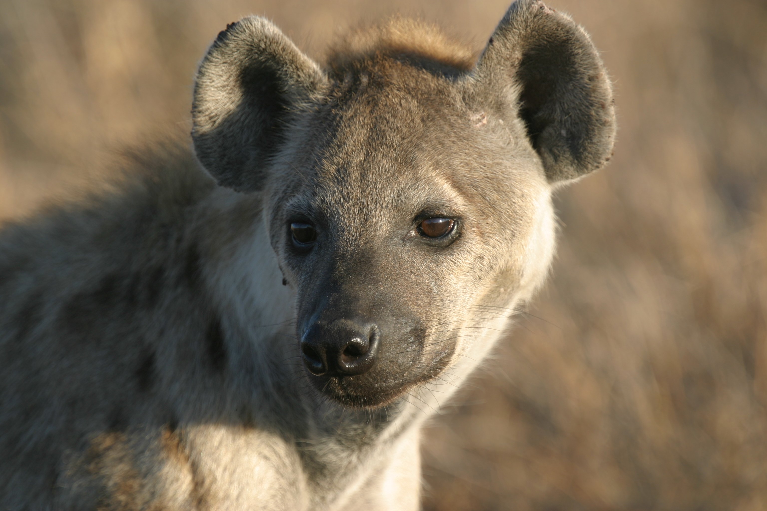 Are Hyenas Closer To Cats Than Dogs