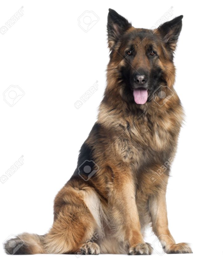 yaboiares's tweet photo. Just a pic of my favorite animals 🐦🐶 https://t.co/tB6lbVysee
