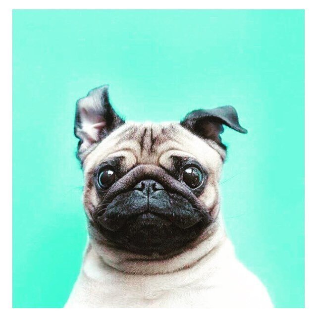 Puglee_Pug's tweet image. Current mood #almostoff #goinghome #happy #turntup #currentmood #pugs #toocute #puppy #instadog #vscocam #afterligh…